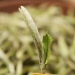 2024 Premium Fuding Baihao Yinzhen White Tea - First Spring Harvest, Silver Needle, 500g